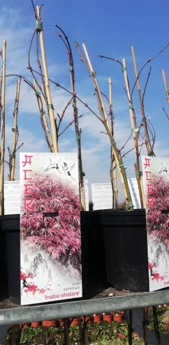 Javor dlaňovitolistý Inaba Shidare, Acer palmatum , 40 – 70 cm, kontajner C 3