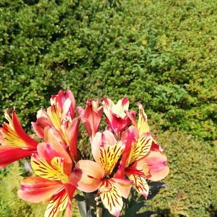 Alstroemeria Indian Summer, Alstroemeria aurantiaca, kont. 2l.