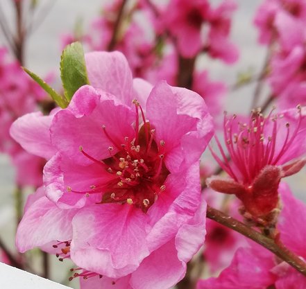 Broskyňa Inka, Prunus persica, 160 – 170 cm. kont. 10 l.