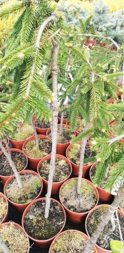 Smrek obyčajný Inversa, Picea abies, kmeň 30 - 70 cm, kont. 3l