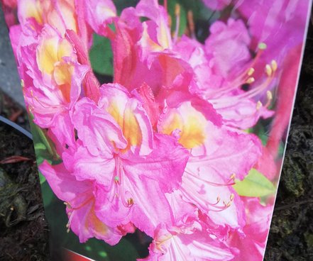 Azalka Itowa, Azalea 30 - 50 cm, kont. 5l