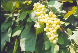 Vinič hroznorodý Iza Zaliwska, Vitis labrusca, kontajnerovaná sadenica 1l