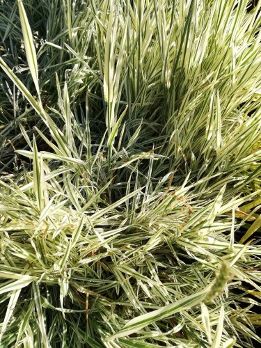 Medúnok mäkký Jackdaws Cream, Holcus mollis, kont. 3l