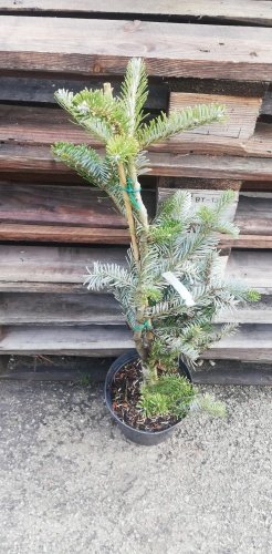 Jedľa arnoldová Jadwiga, Abies x arnoldiana, kontajner 3l, výška 40 – 50 cm