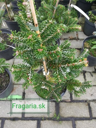 Jedľa arnoldová Ján Pavol II, Abies x arnoldiana, kontajner 3l, výška 30 – 35 cm