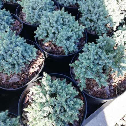 Borievka šupinatá Blue Star, Juniperus squamata 15 - 20 cm, kont. 3l