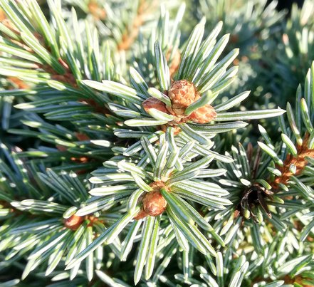 Smrek Engelmannov Jasper, Picea engelmannii, 30 – 60 cm na kmeni, kontajner 5l