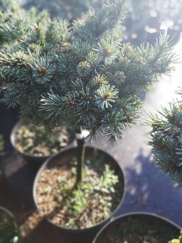 Smrek Engelmannov Jasper, Picea engelmannii, 30 – 60 cm na kmeni, kontajner 5l