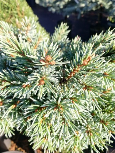 Smrek Engelmannov Jasper, Picea engelmannii, 30 – 60 cm na kmeni, kontajner 5l