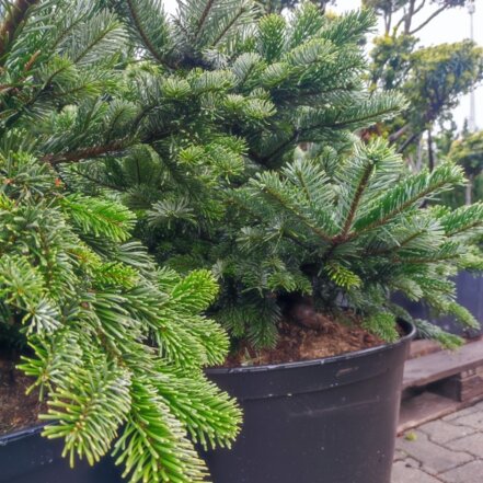 Jedľa ľúbezná Abies amabilis 'Spreading Star' kont. 20 l 50 - 100 cm