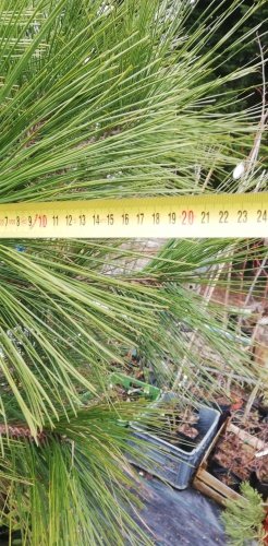 Borovica jeffreyova Joppi, Pinus jeffreyi Joppi, +130 cm, kont. 20l