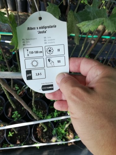Josta,  Ribes × nidigrolaria, kont 3l, na kmeni