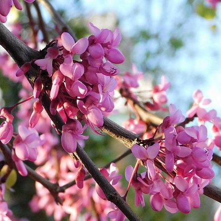 Judášovec strukový Bodnant, Cercis siliquastrum, + 90 cm, kont. 2l