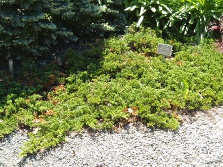 Borievka plazivá Princes of Wales, Juniperus horizontalis 30 - 50cm, kont. 3l