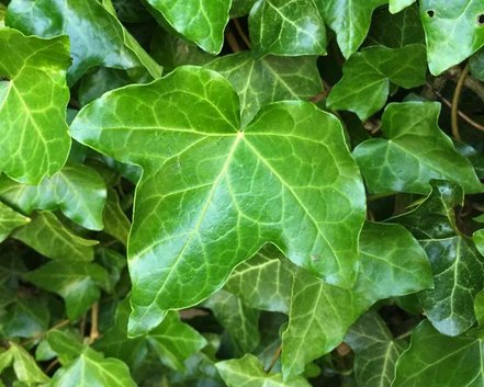 Brečtan popínavý- previsajúcici (rôzne odrody), Hedera helix 20 cm, kont. 0,5l
