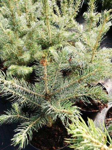 Smrek pichľavý Kaibab, Picea pungens 25 - 35 cm, kont. 3l