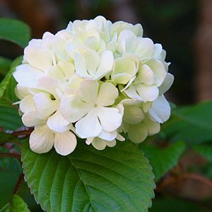 Kalina japonská Grandiflorum, Viburnum plicatum, 140 – 160 cm na kmeni, kont. 5l