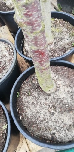 Čerešňa pilovitá Kanzan, Prunus serrulata + 300 cm, kont. 25I