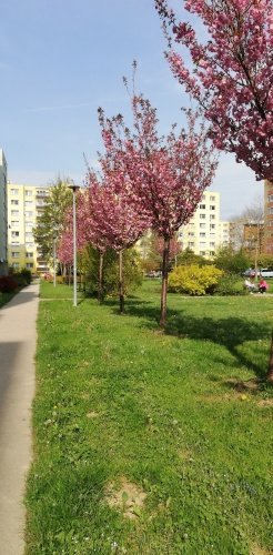 Čerešňa pilovitá Kanzan, Prunus serrulata 120 - 180 cm, kont. 5I