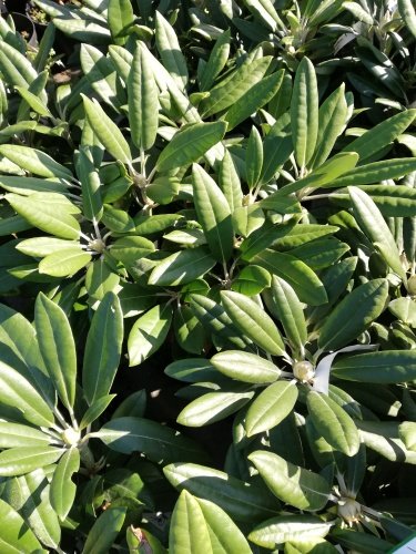 Rododendron Karianne, Rhododendron, 30 - 50 cm, kont. 5l