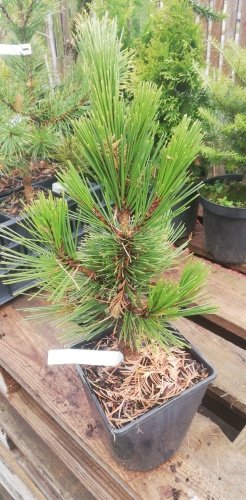 Borovica pancierová Karmel, Pinus leucodermis – heldreichii, 20 - 30 cm, kont. 3l