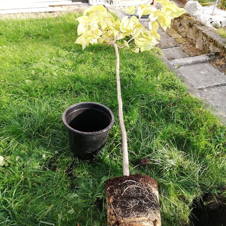 Katalpa trubačovitá Nana, Catalpa bignonioides 145 - 240 cm, kont. 25l