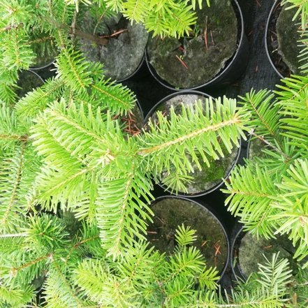 Jedľa kaukazká, Abies nordmanniana, 20 - 45 cm, kont. 3l