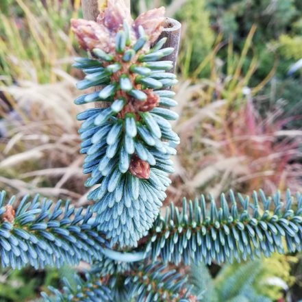 Jedľa španielská Kelleris, Abies pinsapo 70 - 110 cm, kont. 9l