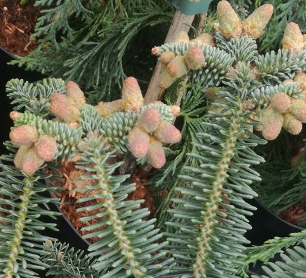 Jedľa španielská Kelleris, Abies pinsapo 30 - 50 cm, kont. 3l