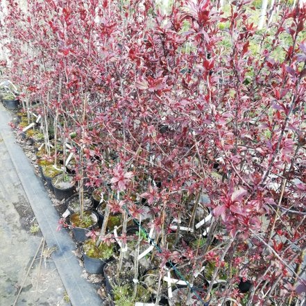 Drieň výbežkatý Kelseyi, Cornus sericea, kontajner 2 l