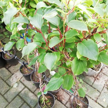 Kiwi Purpurna Ken´s Red , Actinidia arguta, kontajner P9