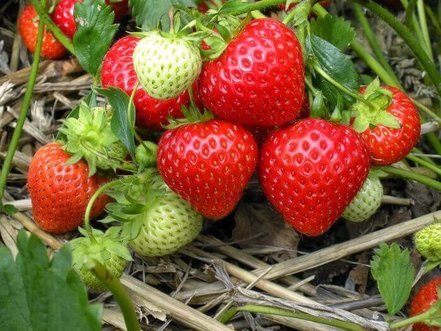 Jahoda veľkoplodá Kent, FRAGARIA × GRANDIFLORA,  10 zakorenených kusov