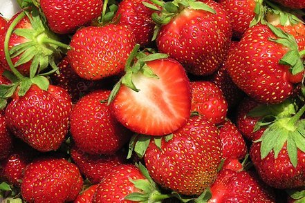 Jahoda veľkoplodá Kent, FRAGARIA × GRANDIFLORA,  10 zakorenených kusov