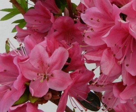 Azalka japonská Kermesina red, Rhododendron obtusum, kont. 2l