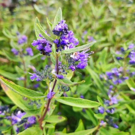 Bradavec klandonský Kew Blue, Caryopteris clandonensis, kont. 2l