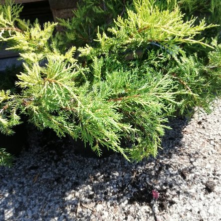 Borievka pfitzerova King of Spring, Juniperus x pfitzeriana 30 - 40 cm, kont. 3l