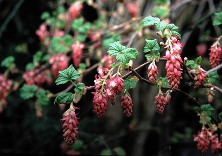 Ríbezľa krvavá King Edward VII, Ribes sanguineum, kontajner 2l