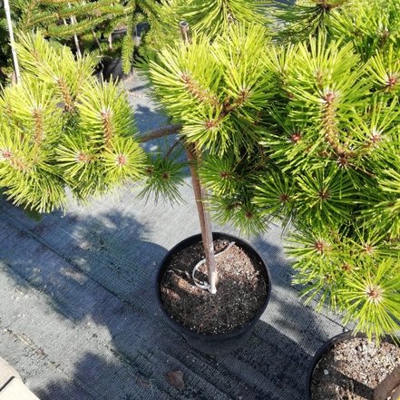 Borovica hustokvetá Jane Kluis, Pinus densiflora, 35 - 40 cm na kmienku, kont. 3l