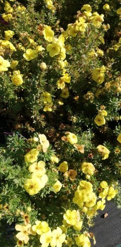 Nátržník krovitý Kobold, Potentilla fruticosa, kontajner 2l