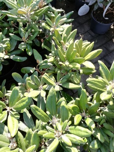 Rododendron Koichiro Wada Dekora , Rhododendron, 30 - 50 cm, kont. 5l