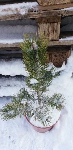 Borovica horská Kokarde, Pinus mugo 30 - 40 cm, kont. 3l