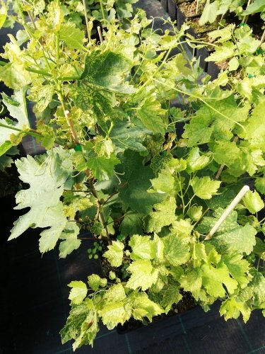 Vinič hroznorodý Kolobok, Vitis vinifera, kontajnerovaná sadenica 1 l