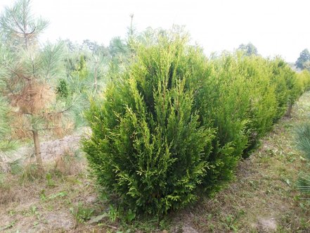 Tuja riasnatá Kórnik, Thuja plicata 25 - 30 cm, kont. 1l