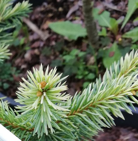 Smrek pichľavý Kubiczek, Picea pungens, 30 - 45 cm, kont. 3l