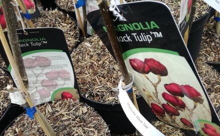 Magnólia Black Tulip, Magnolia + 180 cm, kont. 15l