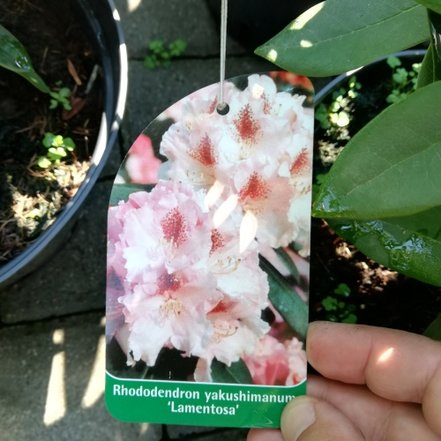 Rododendron Lamentosa, Rhododendron 40 - 50 cm, kont. 5l