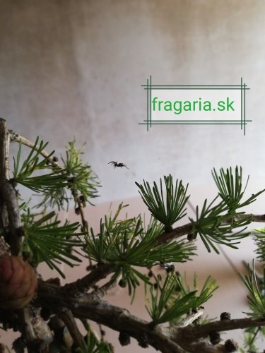Smrekovec opadavý  Pendula, Larix decidua 120 - 180 cm, kont. 5l
