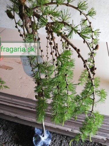 Smrekovec opadavý  Pendula, Larix decidua 120 - 180 cm, kont. 5l