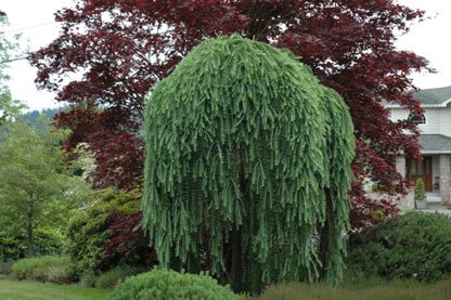 Smrekovec opadavý  Pendula, Larix decidua 120 - 180 cm, kont. 5l