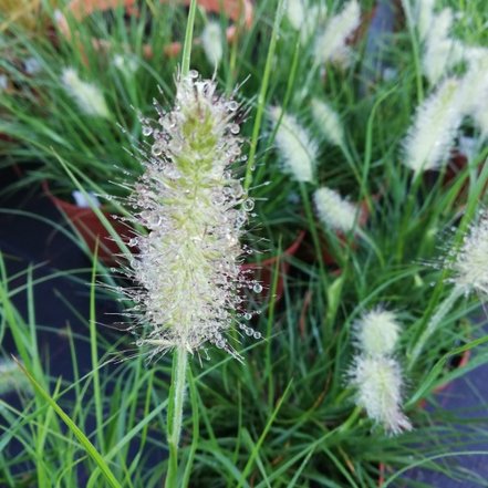 Perovec psiarkovitý Little Bunny,  Pennisetum alopecuroides, kontajner 3l